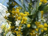 Akácie trojboká (Acacia cultriformis)