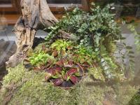 Mucholapka podivná (Dionaea muscipula)