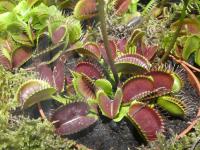 Mucholapka podivná (Dionaea muscipula)