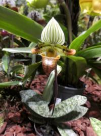 Střevíčníkovec (Paphiopedilum venustum)