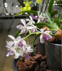 Holcostylis (Holcostylis MS Sunlight)