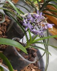 Vanda (Vanda coerulescens)