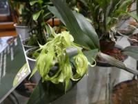 Dendrobium (Dendrobium hodgkinsonii)