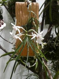 Holcoglossum (Holcoglossum subulifolium x flavescens)