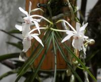 Holcoglossum - květ (Holcoglossum subulifolium x flavescens)