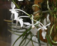 Holcoglossum (Holcoglossum subulifolium x flavescens)