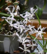 Holcoglossum - květ (Holcoglossum subulifolium x Vanda christensonianum)