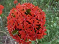 Kohoutek chalcedonský (Lychnis chalcedonica)