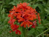 Kohoutek chalcedonský (Lychnis chalcedonica)