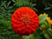 Ostálka sličná (Zinnia elegans)