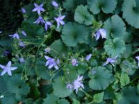 Zvonek Poscharkův, druhé květenství (Campanula poscharskyana)