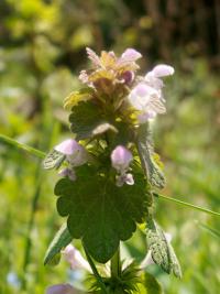 Hluchavka (Lamium)