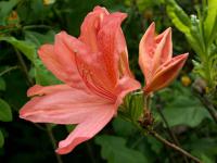 Pěnišník, azalka (Rhododendron)
