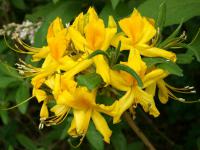 Pěnišník, azalka (Rhododendron)