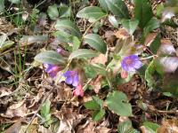 Plicník lékařský (Pulmonaria officinalis)