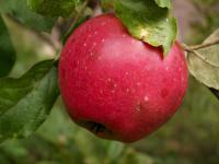 Jabloň domácí 'Panenské české' (Malus domestica)