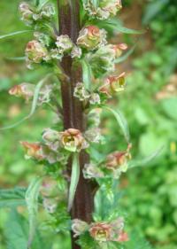 Scrophularia (Scrophularia rubricaulis)