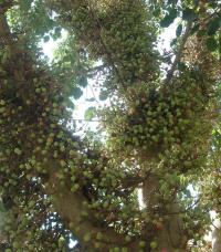 Fíkovník egyptský (Ficus sycamorus)