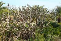 Plumerie - (Plumeria rubra)