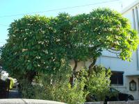 Plumerie (Plumeria rubra)