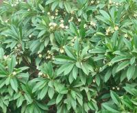 Plumerie (Plumeria rubra)