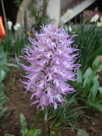 Vstavač italský (Orchis italica)