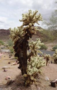 Cylindropuntia (Cylindropuntia bigelovii)