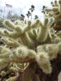 Cylindropuntia (Cylindropuntia bigelovii)