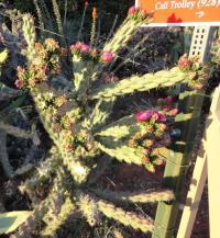 Cylindropuntia (Cylindropuntia imbricata)
