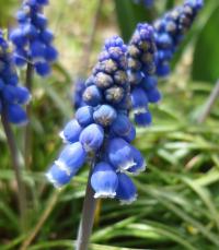 Modřenec arménský (Muscari armeniacum)