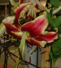 Lilie Garden Pleasur (Lilium)