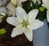 Lilie Navona (Lilium)