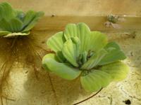 Pistie řezanovitá (Pistia stratiotes)
