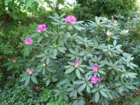Pěnišník velkokvětý hybrid (Rhododendron x hybridum)