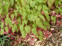 Škornice (Epimedium)