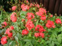 Růže pnoucí (Rosa)