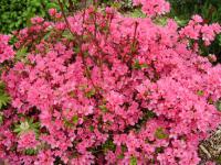 Pěnišník, azalka (Rhododendron)