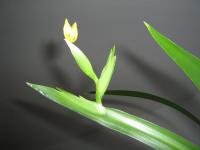 Nomarika něžná (Neomarica gracilis)