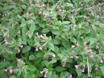 Plicník lékařský (Pulmonaria officinalis)