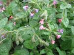 Plicník lékařský (Pulmonaria officinalis)