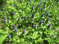 Zběhovec lesní (Ajuga genevensis)