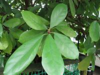 Fíkus (Ficus cyathistipula)