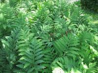 Kapradina japonská (Polystichum polyblepharum)