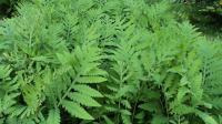 Kapradina japonská (Polystichum polyblepharum)