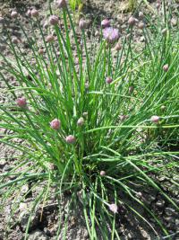 Pažitka pobřežní (Allium schoenoprasum)