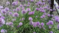 Pažitka pobřežní (Allium schoenoprasum)