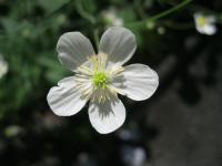 Ranunculus platanifolius - pryskyřník platanolistý