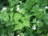 Česnáček lékařský (Alliaria petiolata)