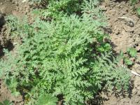 Svazenka vratičolistá (Phacelia tanacetifolia)