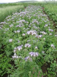 Svazenka vratičolistá (Phacelia tanacetifolia)